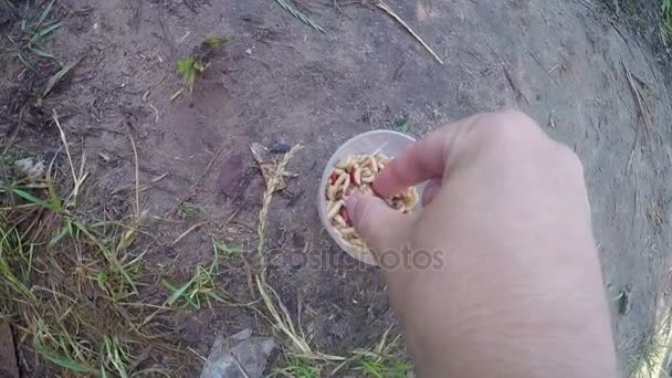 Рука бере жива губка з миски з черв'яками для риболовлі — стокове відео