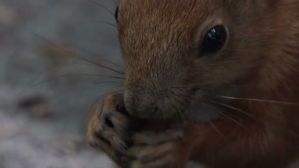 En orange ekorre äter knäckt nötter från ett land i en skog i sommar — Stockvideo