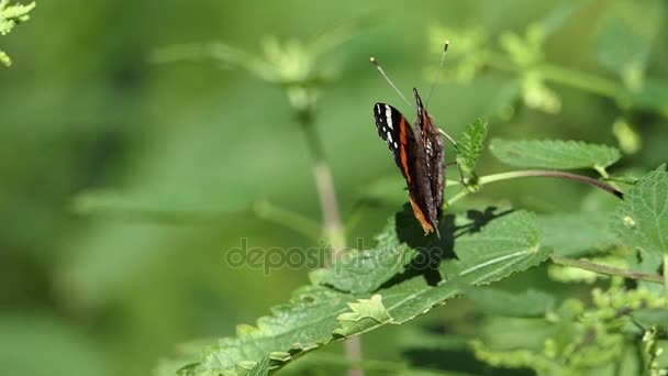 Un beau papillon avec de longues antennes est assis sur une brindille verte — Video