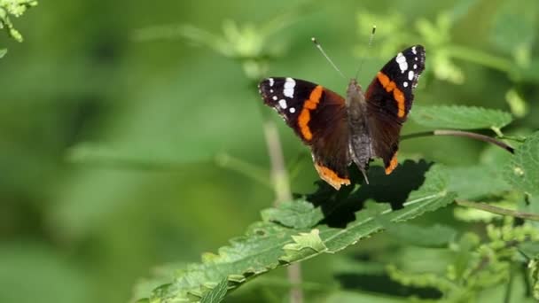 Ein schön gestreifter Schmetterling schwingt im Sommer seinen Flügel in einem Wald — Stockvideo