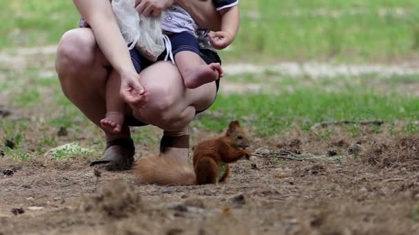 Mladá žena s dítětem krmí veverku na lesní trávníku v slo-mo — Stock video
