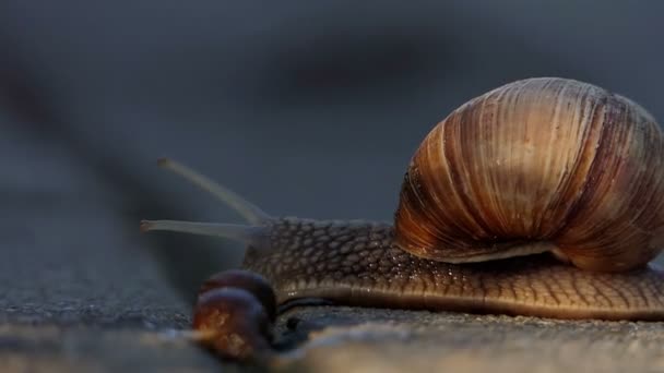 Little snail — Stock Video © YuliyaM #76628651