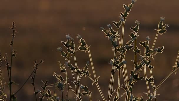 As sementes de algum arbusto disparam-se em um pôr do sol esplêndido na Ucrânia — Vídeo de Stock