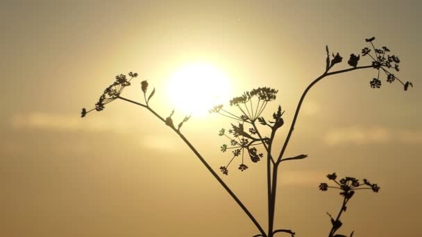 Un hinojo seco se ve en los rayos de una espléndida puesta de sol en verano — Vídeo de stock