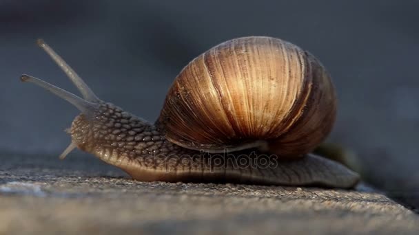 Un drôle d'escargot se glisse sur une surface en béton en été au ralenti — Video