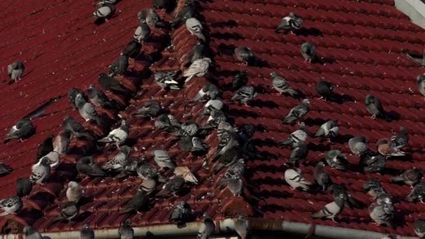 Una bandada de palomas se sientan en un techo cubierto de tejas metálicas en slo-mo — Vídeo de stock