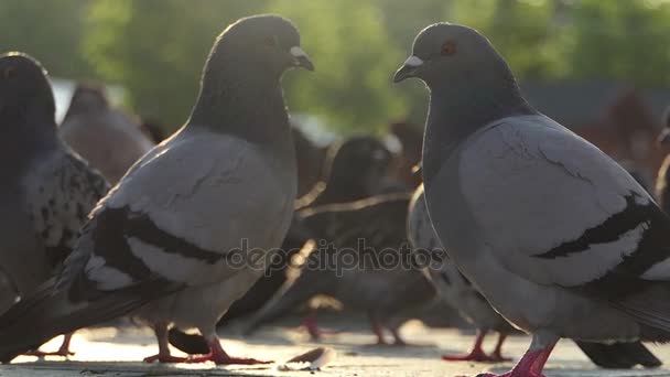 Twee duiven kijken elkaar onder andere duiven op een plein in slo-mo — Stockvideo