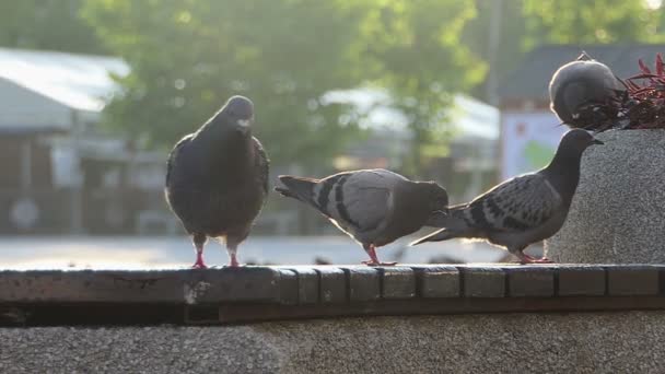 Szary gołębi siedzieć i chodzić na betonową niektóre ogrodzenia w slo-mo — Wideo stockowe