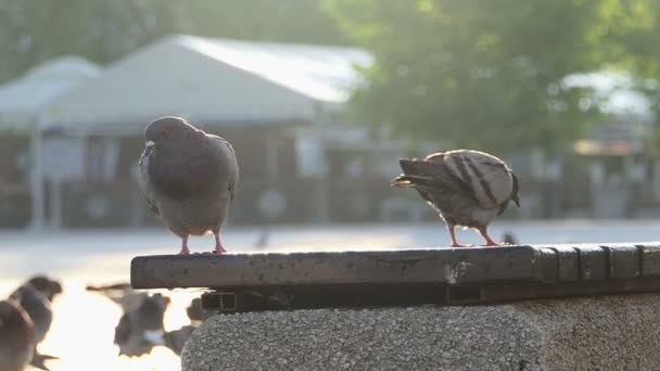 Twee duiven zitten en lopen op een betonnen plaat van sommige hek in slo-mo — Stockvideo