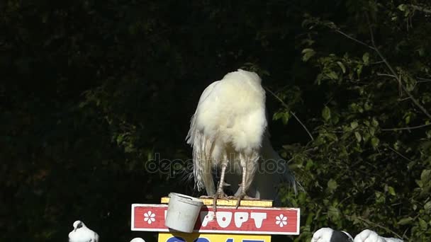 Un pavo real blanco limpia su pluma sentada en una tribuna en un parque — Vídeo de stock