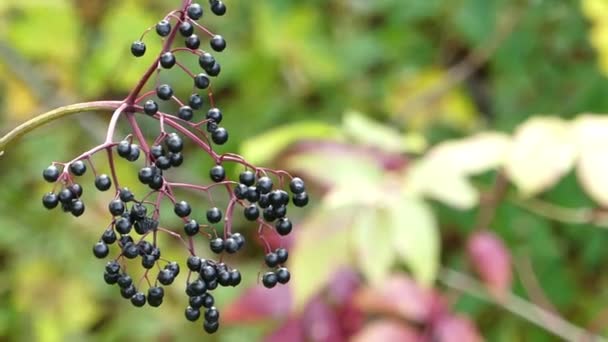 Una ramita con bayas negras en un pintoresco parque en otoño — Vídeos de Stock