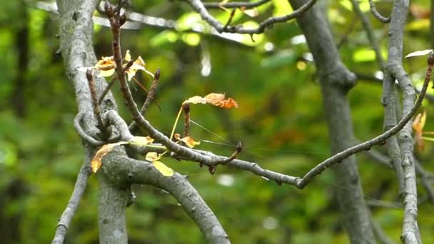 Vékony ágak a Hársfa őszi festői szépségű parkban — Stock videók
