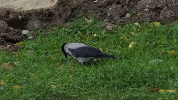 Un corvo in cerca di cibo su un prato verde in autunno al rallentatore — Video Stock