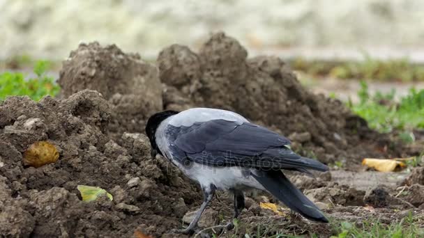 Un cuervo buscando comida en un montón de tierra en otoño en cámara lenta — Vídeo de stock