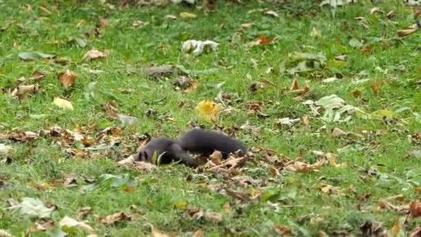 Ein schwarzes Eichhörnchen auf Nahrungssuche auf einem Land mit rostigen Blättern — Stockvideo