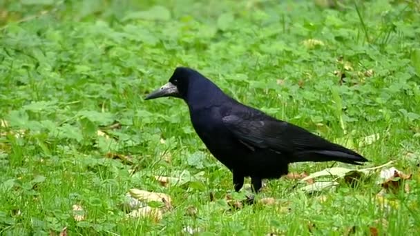 Un cuervo grande camina y busca comida en un césped verde en slo-mo — Vídeo de stock