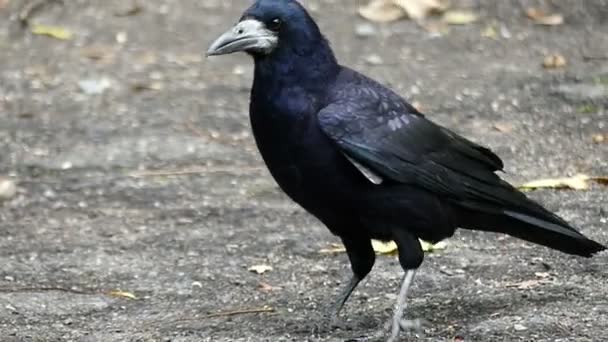 βίντεο του μεγάλο μαύρο πουλί γυμνό έφηβοι σε κιλότα