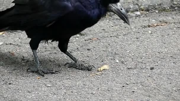 Eine schwarze Krähe pickt und frisst etwas Samen auf grauem Land in slo-mo — Stockvideo