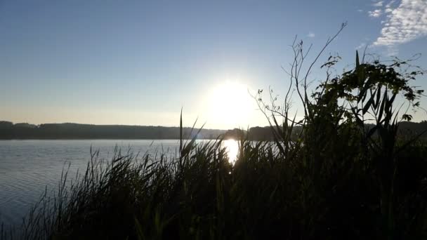 Un lago con caña y caña cubriendo su orilla y espléndido atardecer — Vídeos de Stock