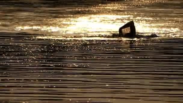 Jovem Nado Frente rastejar em um rio espumante à noite no verão em Slo-Mo — Vídeo de Stock