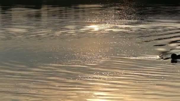 Courageous Man Swims Front Crawl in a Sparkling River at Night in Summer — Stock Video