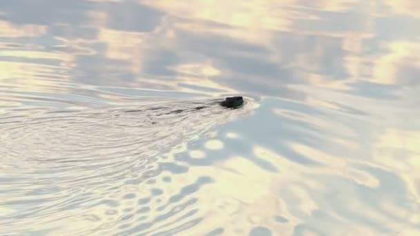 En skogssjö med en simning bäver, glittrande vatten, vid solnedgången i Slo-Mo — Stockvideo