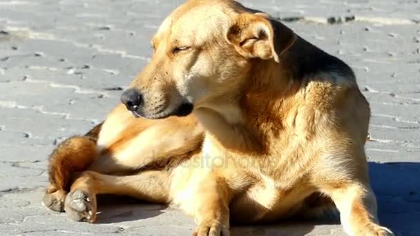 A black and brown mongrel dog lies on a street — Stock Video