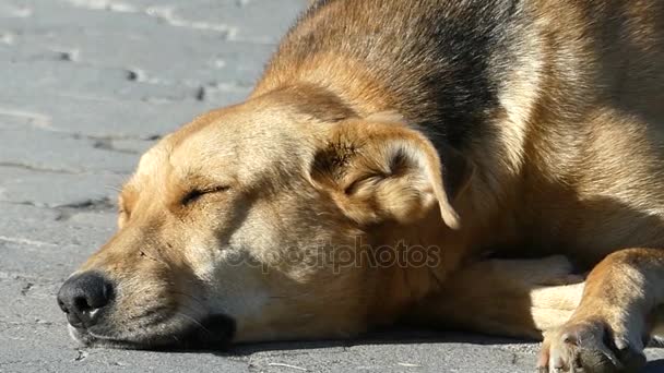 Een vriendelijke zwarte en bruine bastaard hond slaapt in een straat — Stockvideo