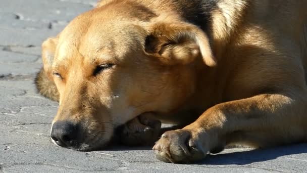 En sovande mongrel hund på en gata på en solig dag — Stockvideo
