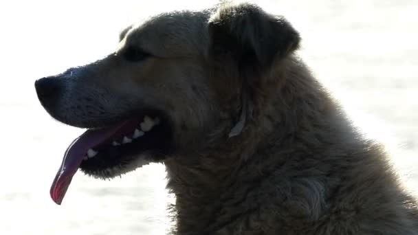 Μια ευτυχής αναζητούν μιγάς σκυλί που χαμογελά σε έναν δρόμο — Αρχείο Βίντεο