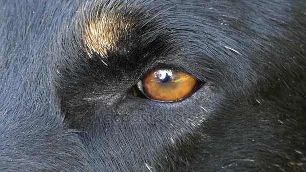 Een close-up van een grote oranje oog voor sommige zwarte mongrel in slo-mo — Stockvideo