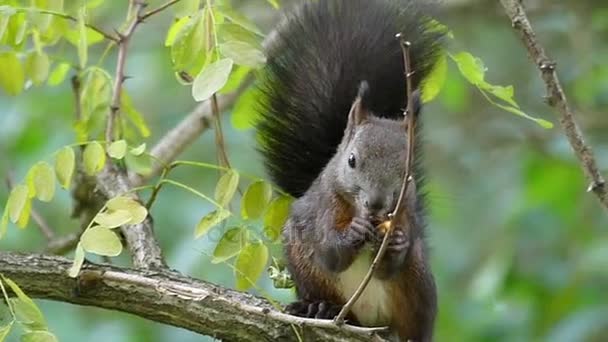 Ein schwarzes Eichhörnchen frisst eine geknackte Nuss auf einem Ast in slo-mo — Stockvideo