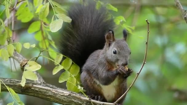 Ein flauschiges Eichhörnchen frisst eine geknackte Nuss auf einem Ast in slo-mo — Stockvideo