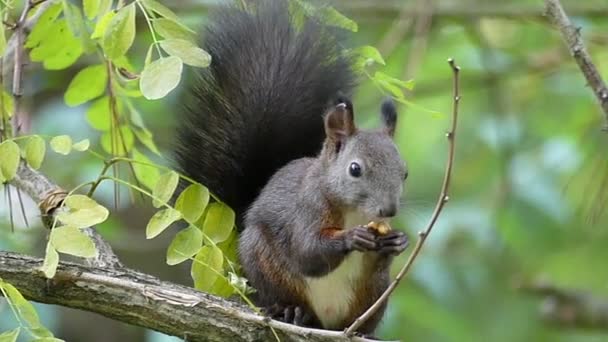 Ein glückliches Eichhörnchen frisst eine geknackte Nuss auf einem Ast in slo-mo — Stockvideo