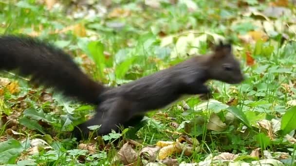 Una ardilla negra salta sobre un césped verde y busca comida en slo-mo — Vídeos de Stock