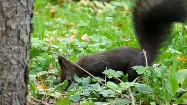 Uno scoiattolo nero salta su un prato verde vicino a un albero in rallentatore — Video Stock