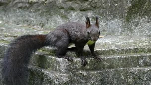 Un écureuil noir est assis sur les marches de granit d'un monument à Montréal- mo — Video