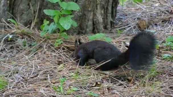 Una alegre ardilla negra buscando comida en un césped con hojas oxidadas en slo-mo — Vídeos de Stock