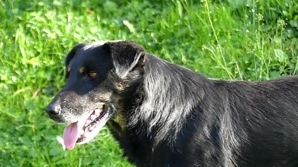 Un perro mestizo negro lame su maw en una orilla del lago en slo-mo — Vídeos de Stock