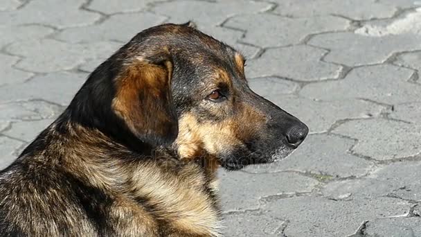 Büyük bir kahverengi köpek slo-mo güneşli bir günde kiremitli kaldırımda yatıyor — Stok video