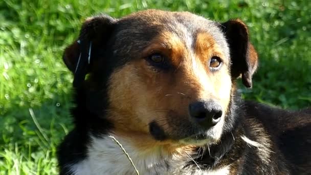 Un perro mestizo multicolor yace en un césped en un día soleado en slo-mo — Vídeos de Stock