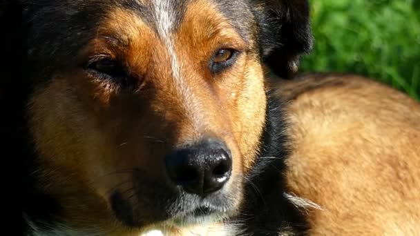 A sad mongrel dog lies on a lawn on a sunny day in slo-mo — Stock Video