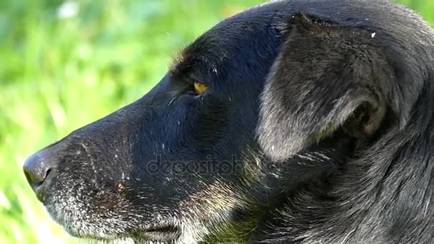 Een vriendelijke zwarte hond ligt op een groene gazon op een zonnige dag in slo-mo — Stockvideo