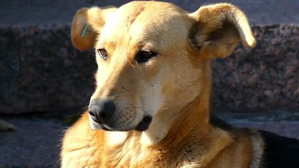 Un perro marrón amistoso yace en un césped verde en un día soleado en slo-mo — Vídeo de stock