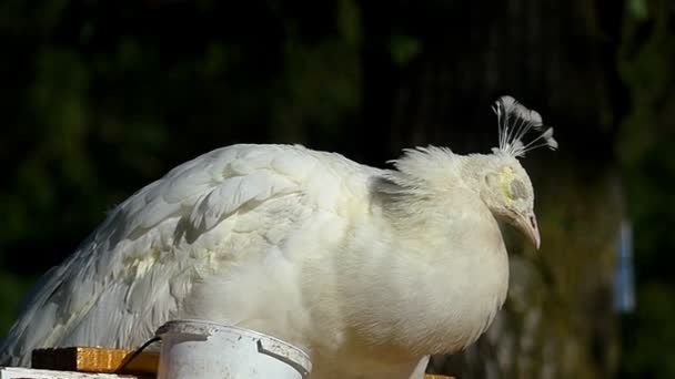 Komik beyaz tavus kuşu açık havada slo-mo sonbaharda bir parkta uyur — Stok video