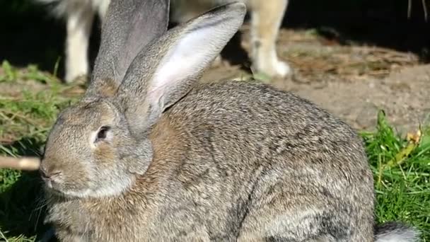 En grå kanin sitter på en grön gräsmatta i höst slo-mo — Stockvideo