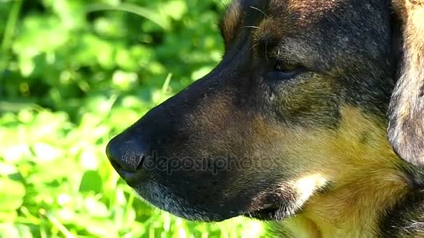 A friendly dog looks attentively being on a green lawn in slo-mo — Stock Video