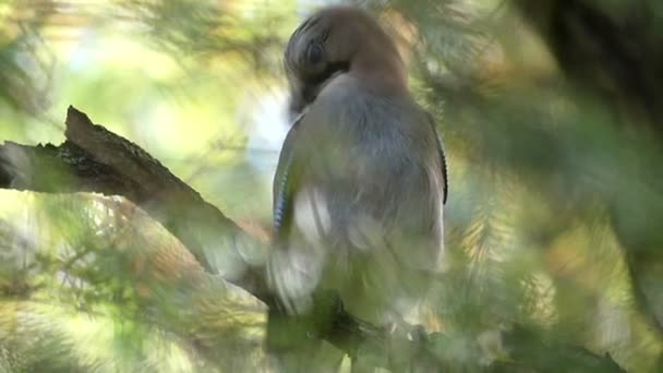 一只稀有的五彩鸟在斯洛伐克的树上清理羽毛 — 图库视频影像