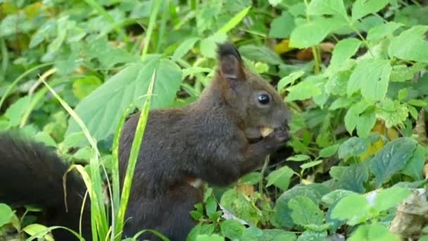 スローモーションで秋の芝生の上のナットを食べる素敵な黒いリス — ストック動画