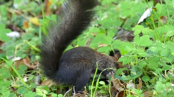 A fine black squirrel seeking nut on a lawn in autumn in slo-mo — Stock Video